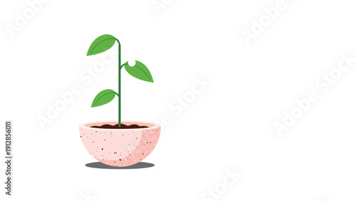 Simple green plant with a few leaves growing in a small pink ceramic bowl filled with dark soil on a white background.