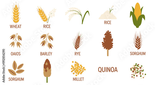Various types of grain and cereal plants icon set