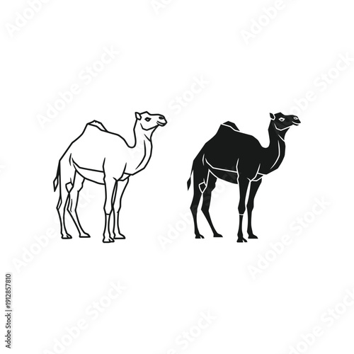 Two distinct types of camels standing side by side in contrasting silhouettes