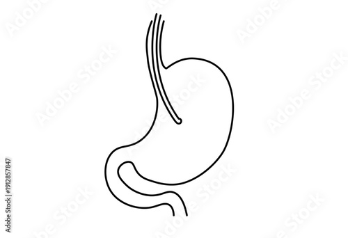 Simple Stomach Anatomy Line Art Illustration for Medical Education and Gastroenterology Healthcare Content
