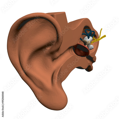 Polygonal human ear illustration reveals internal anatomical structure with subtle wire connections on a clean white background.