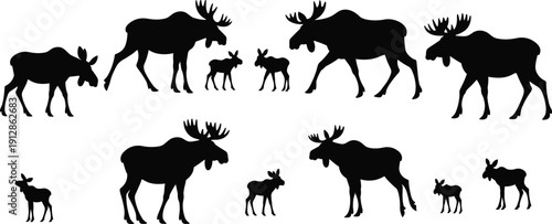 Moose Family Silhouette Collection with Bull Cow and Calf Isolated on White Background Wildlife Animal Vector Illustration Set