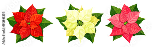 Set of red, white, pink poinsettia flowers in cartoon style. Vector illustration of bright poinsettia top view with green leaves, inflorescence isolated on white background. Christmas winter flowers.
