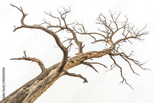 dead tree isolated on white