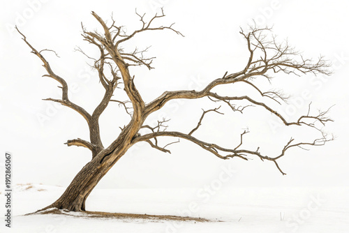 dead tree in winter