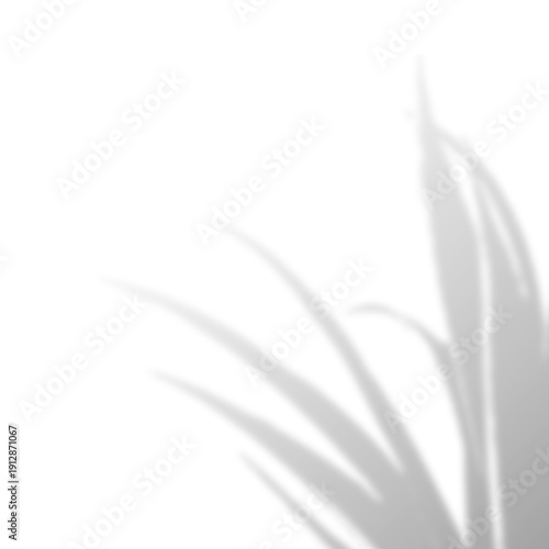 Soft botanical leaf shadow on neutral gray background