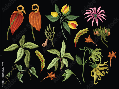 Tropical floral elements such as exotic botanical leaves flowers vintage illustration