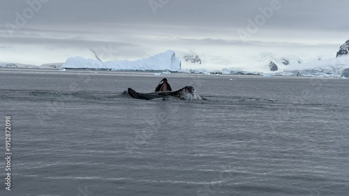 Tableau sur toile humpback whales lungeing up the surface of the water filled with krills near Pet