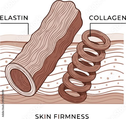 Create a realistic Elastin Fiber and Collagen Repair for Skin Firmness 3D Diagram vector art with white background.