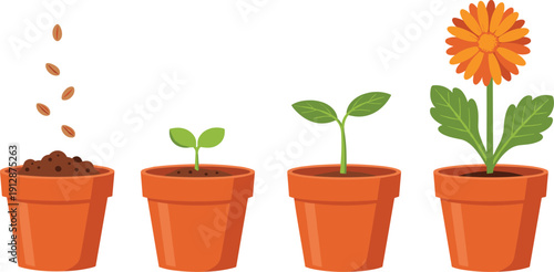 Plant Growth Cycle Vector Set with Seeds Sprouting Leaves and Flower in Pot Garden Illustration