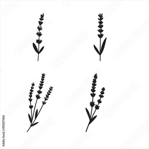 Lavender branch silhouette vector, slim vertical botanical composition, elegant minimal style, isolated on white background, solid black fill.