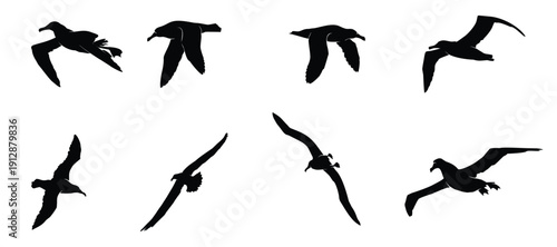 flying albatross silhouette vector