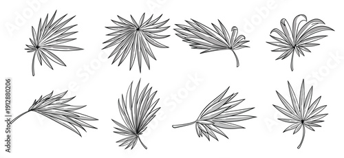 palmetto leaves vector