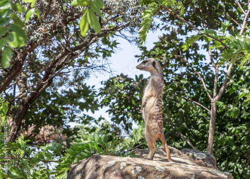 Wallpaper Mural Meerkat stands on a high rock and looks around in its enclosure on territory of the Prague Zoo in Czech Republic Torontodigital.ca