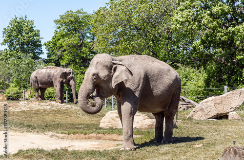 Wallpaper Mural African elephants stand in their enclosure of the Prague Zoo in Czech Republic Torontodigital.ca
