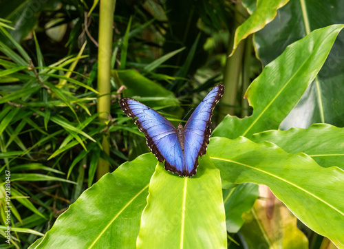 Wallpaper Mural Morpho Peleides sits on the green leaves in Fata Morgana Tropical Greenhouse at Prague Botanical Garden in Czech Republic Torontodigital.ca