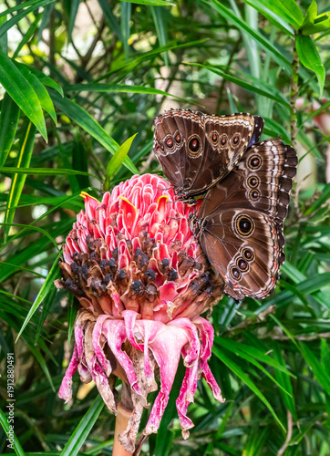 Wallpaper Mural Papilio demoleus Linnaeus butterflies sit on a flower in Fata Morgana Tropical Greenhouse at Prague Botanical Garden in Czech Republic Torontodigital.ca