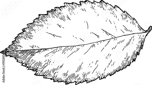 Nature's Canvas: A leafy masterpiece