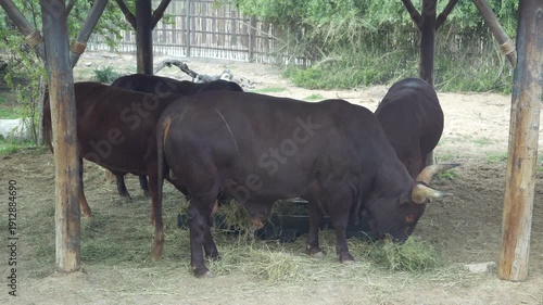 Dark brown cattle with prominent horns are seen feeding on hay from a trough under a wooden shelter, surrounded by a natural environment with grass and a fenced area in the background