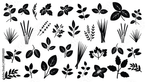 Herbs spices and leaves silhouette set on white