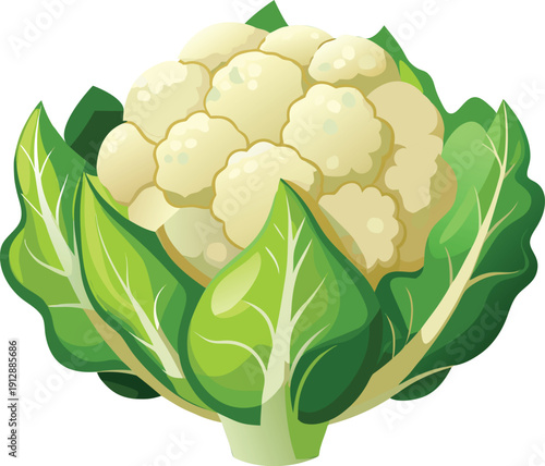 Organic cauliflower vegetable vector graphic design