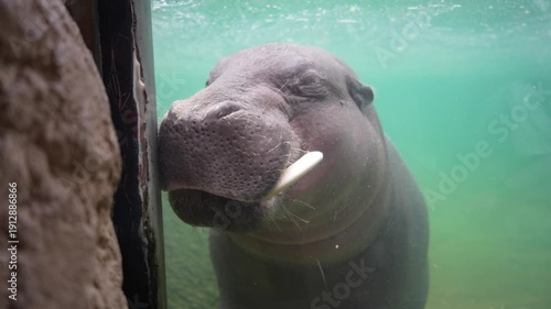 A hippopotamus swims underwater, approaching a glass barrier with its mouth open, revealing its large teeth. The scene captures the animal's movement and the aquatic environment surrounding it