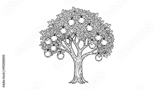 Vintage Apple Tree Line Art Vector Illustration with Leaves and Fruits Isolated on White Background