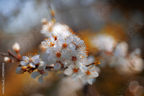 Fotografía White blackthorn plum (Prunus spinosa) flowers, spring garden, floral wallpaper