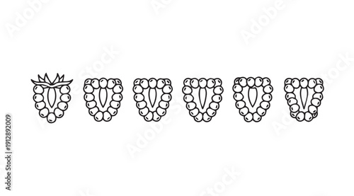 Raspberry Halves Line Art Pattern Vector Fruit Icon Simple Design