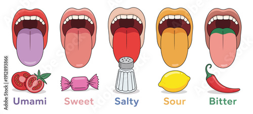 Tongue Taste Areas Diagram, Sweet, Bitter, Salty, Sour and Umami Receptors Cartoon Vector Illustration