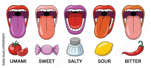 Tongue Taste Areas Diagram, Sweet, Bitter, Salty, Sour and Umami Receptors Cartoon Vector Illustration