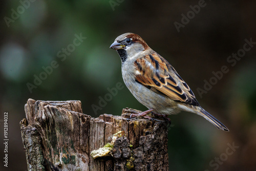 Haussperling (Passer domesticus) Männchen
