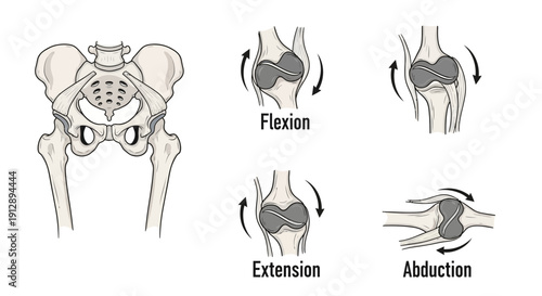Human Pelvis and Hip Joint Anatomy: Flexion, Extension, Abduction Movements
