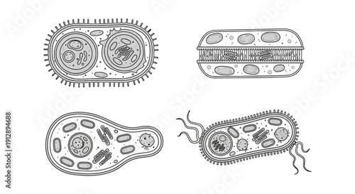 Microscopic Bacteria Cell Structures: Diverse Shapes and Internal Organelles
