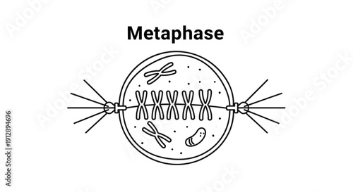 Metaphase Cell Division Diagram: Chromosomes Aligned at Equator, Spindle Fibers
