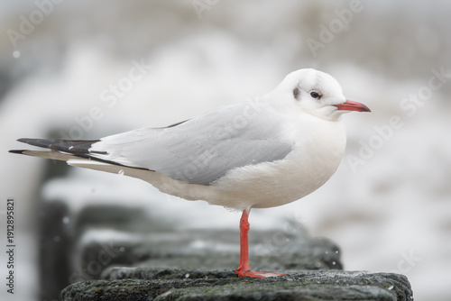 Lachmöwe bei stürmischer See auf den Buhnen