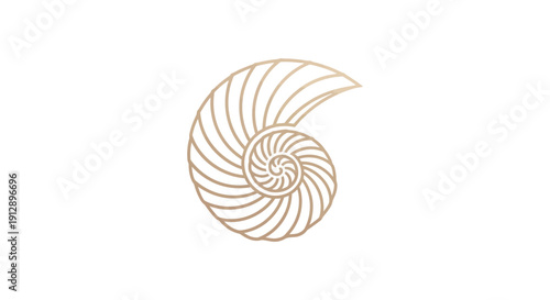 Elegant Nautilus Shell Spiral Pattern on White Background.