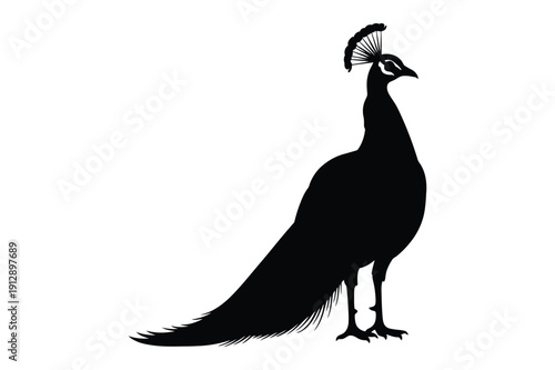 Peacock Silhouette with Fan Tail in Black
