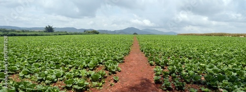panorama landscape of  vegetable farm and sky