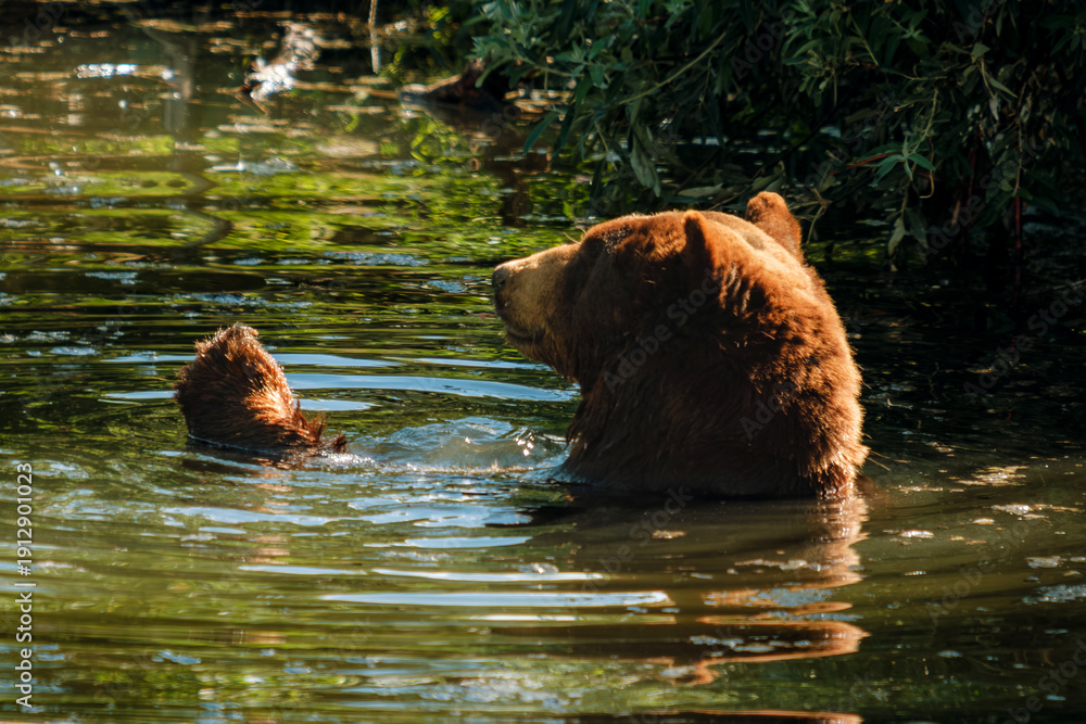 Obraz premium Mother And Cub In Water. Casual Moment Of Mother And Her Cub Enjoying Water In Summer Forest