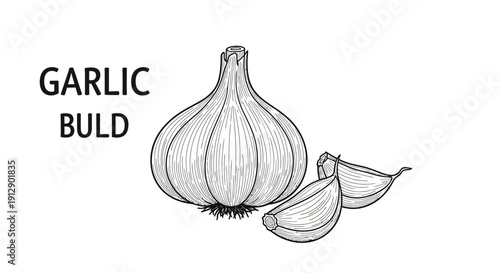 Garlic Bulb and Cloves Sketch Illustration - Fresh Ingredient for Cooking and Healthy Food