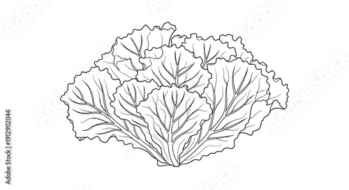 Fresh Green Lettuce Leaves Sketch, Hand-Drawn Illustration of Healthy Food Ingredient
