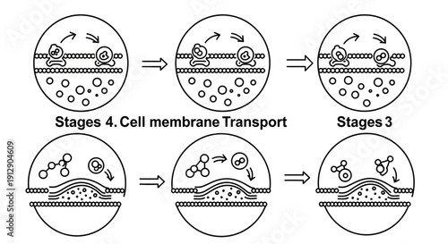 Cell Membrane Transport Stages: Endocytosis and Exocytosis Explained