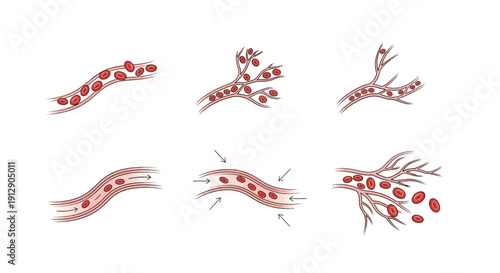 Blood Flow Through Capillaries: Red Blood Cells Moving in Microcirculation