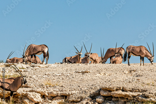 Tablou pe pânză South Africa - Kgalagadi Transfrontier Park - Gemsbok (Oryx gazella) herd restin
