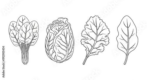 Assortment of Fresh Leafy Greens: Spinach, Cabbage, Kale, and Lettuce Illustrated