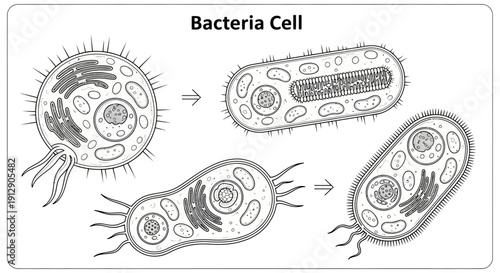 Bacteria Cell Reproduction: Binary Fission and Growth Stages, Scientific Illustration