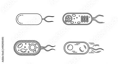 Bacterial Cell Structures: Diagrams of Bacteria with Flagella and Internal Components
