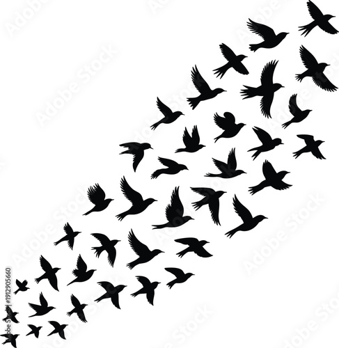 Flying birds silhouette flock in sky, black white vector illustration of freedom nature wildlife migration concept design