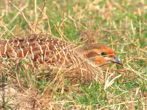 Grey francolin